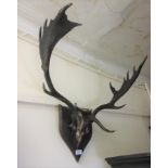 Pair of antlers mounted on a shield