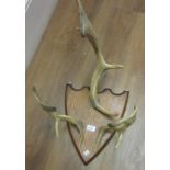 Group of three deer antlers mounted on an oak shield