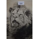 Timothy J. Greenwood, signed etching, portrait of a lion, 14.5ins x 10ins