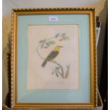 Set of four 19th Century hand coloured engravings, studies of birds together with a quantity of