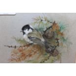Ian Bowles signed watercolour, portrait of a coal tit, together with a watercolour of a hummingbird,