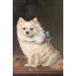 Oil on board, portrait of a white haired dog (a Pomeranian)?, monogrammed and dated 1917, 11.5ins
