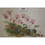 Marjorie Blamey, watercolour study of wild cyclamen, signed and dated 1989, 8ins x 9.75ins, framed