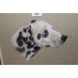 Phillis Binet monogrammed pastel, portrait of a Dalmatian, 15.5ins x 14.5ins