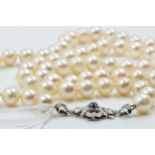 Single row uniform cultured pearl necklace with sapphire set white metal clasp, 26ins long