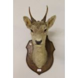 Taxidermy, deer's head wall trophy mounted on an oak shield, together with a late 19th / early