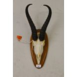 Taxidermy hunting trophy of a Springbok antelope, with bleached skull, mounted on a hardwood backing