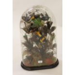 19th Century taxidermy, glass display dome housing a collection of various exotic birds on an oval