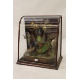 19th Century taxidermy, mahogany three glass museum case containing a display of exotic birds, 20ins