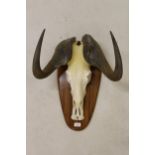 Taxidermy hunting trophy of an African black Wildebeest, having bleached skull mounted on hardwood