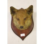 Late / early 20th Century preserved and mounted fox head wall trophy with a stained pine shield