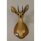 Taxidermy mounted hunting trophy of an African Oribi antelope, on a hardwood backing