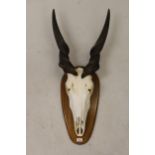 Taxidermy hunting trophy of an African common Eland antelope, with bleached skull on hardwood