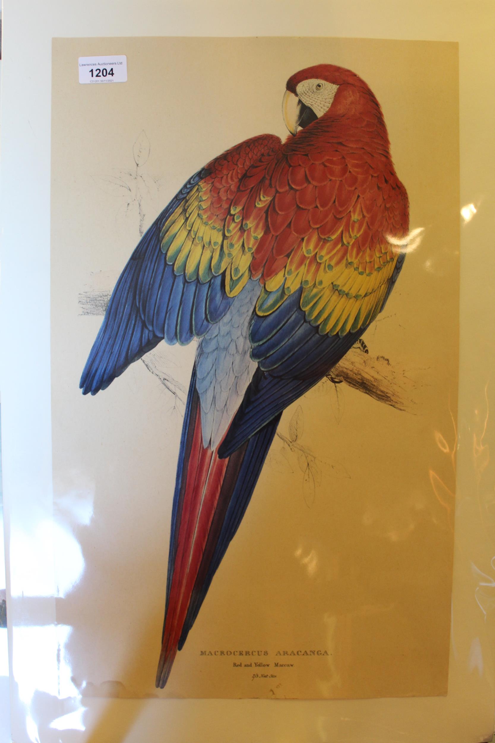Three 20th Century reprints after the antique by Edward Lear, of a red and yellow Maccaw, little