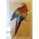 Three 20th Century reprints after the antique by Edward Lear, of a red and yellow Maccaw, little