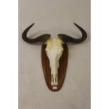 Taxidermy hunting trophy of a young Wildebeest, with bleached skull mounted on a hardwood backing