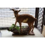 Early 20th Century taxidermy pygmy goat on a rectangular oak base