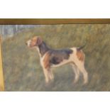 Late 19th Century watercolour, portrait of a beagle, 6ins x 9ins