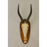 Taxidermy hunting trophy of an African antelope, possibly a Blesbok, with bleached skull mounted