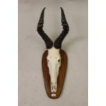 Taxidermy mounted hunting trophy of a Hartebeest, with bleached skull, mounted on a hardwood backing