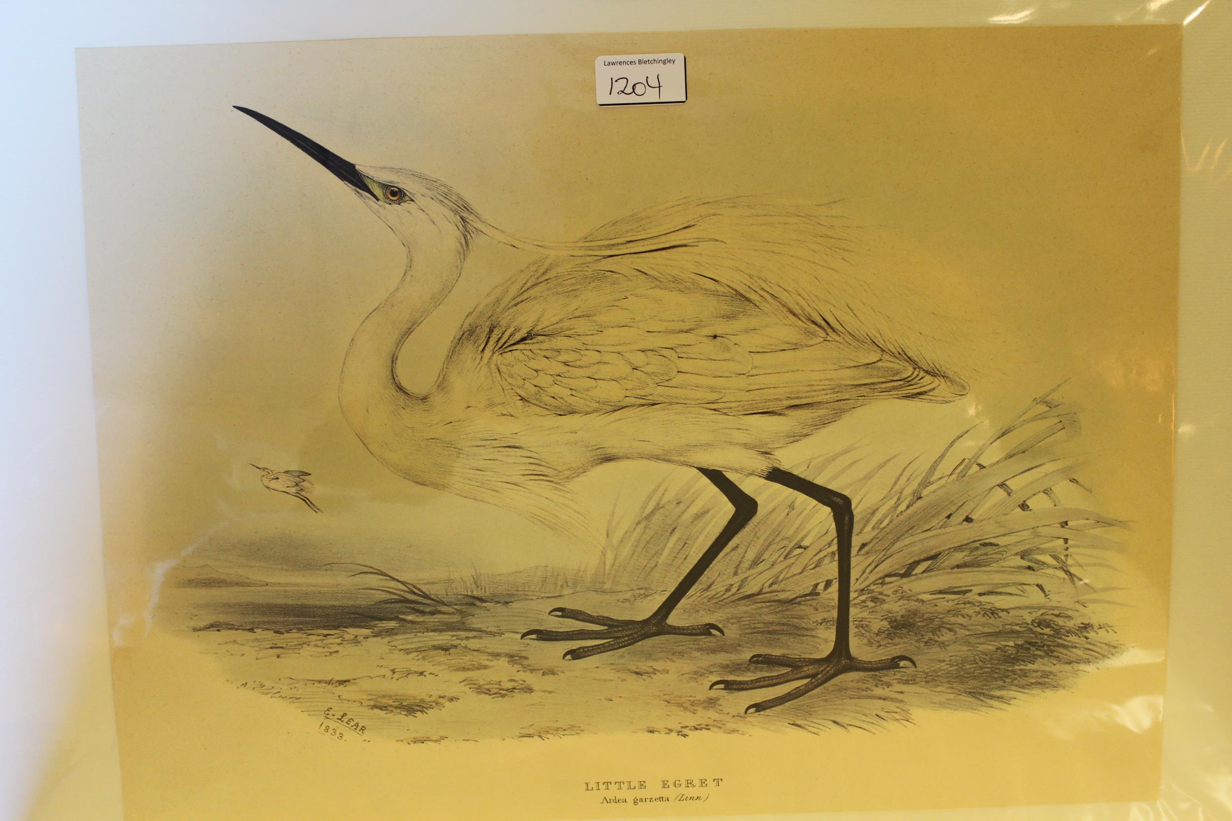 Three 20th Century reprints after the antique by Edward Lear, of a red and yellow Maccaw, little - Image 4 of 4