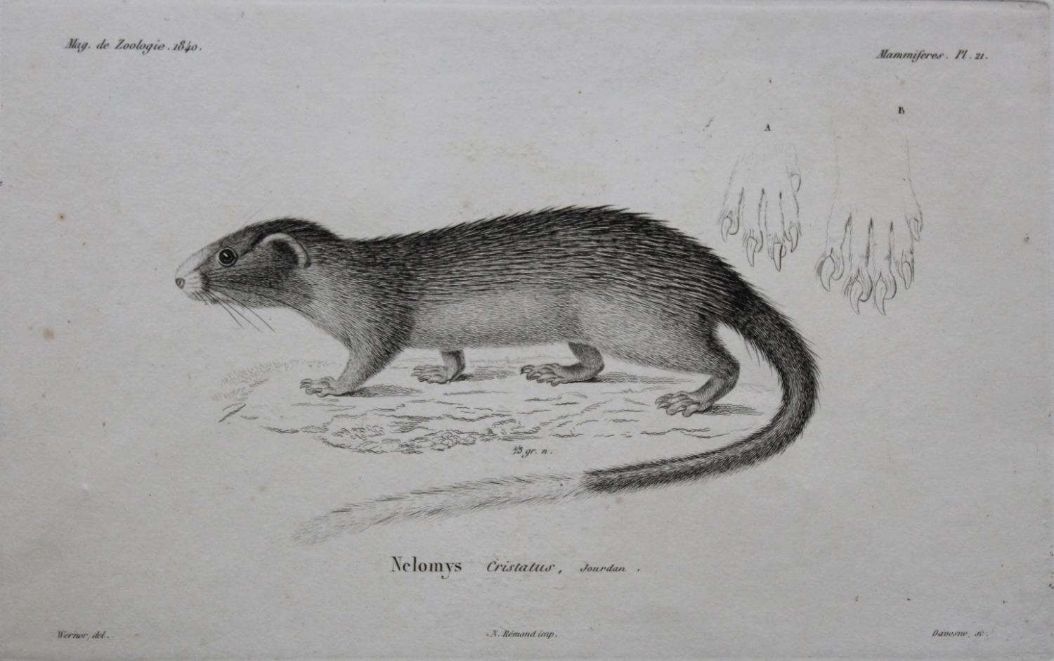 COMPANY SCHOOL, 19th CENTURY STUDY OF A RODENT, POSSIBLY MELOMYS CRISTATUS Gouache and pencil, - Image 2 of 2