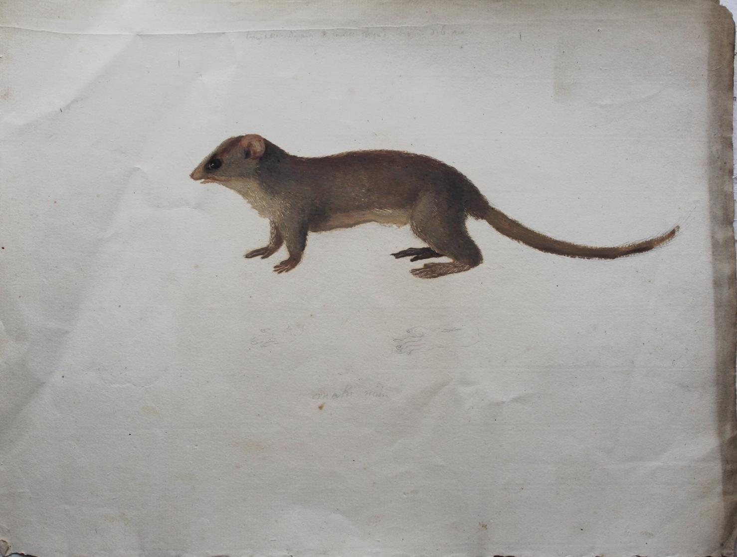 COMPANY SCHOOL, 19th CENTURY STUDY OF A RODENT, POSSIBLY MELOMYS CRISTATUS Gouache and pencil,