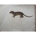COMPANY SCHOOL, 19th CENTURY STUDY OF A RODENT, POSSIBLY MELOMYS CRISTATUS Gouache and pencil,