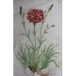 COMPANY SCHOOL, 19th CENTURY CARNATION (DIANTHUS CARYOPHYLLUS) Paginated 106 in ink upper right,