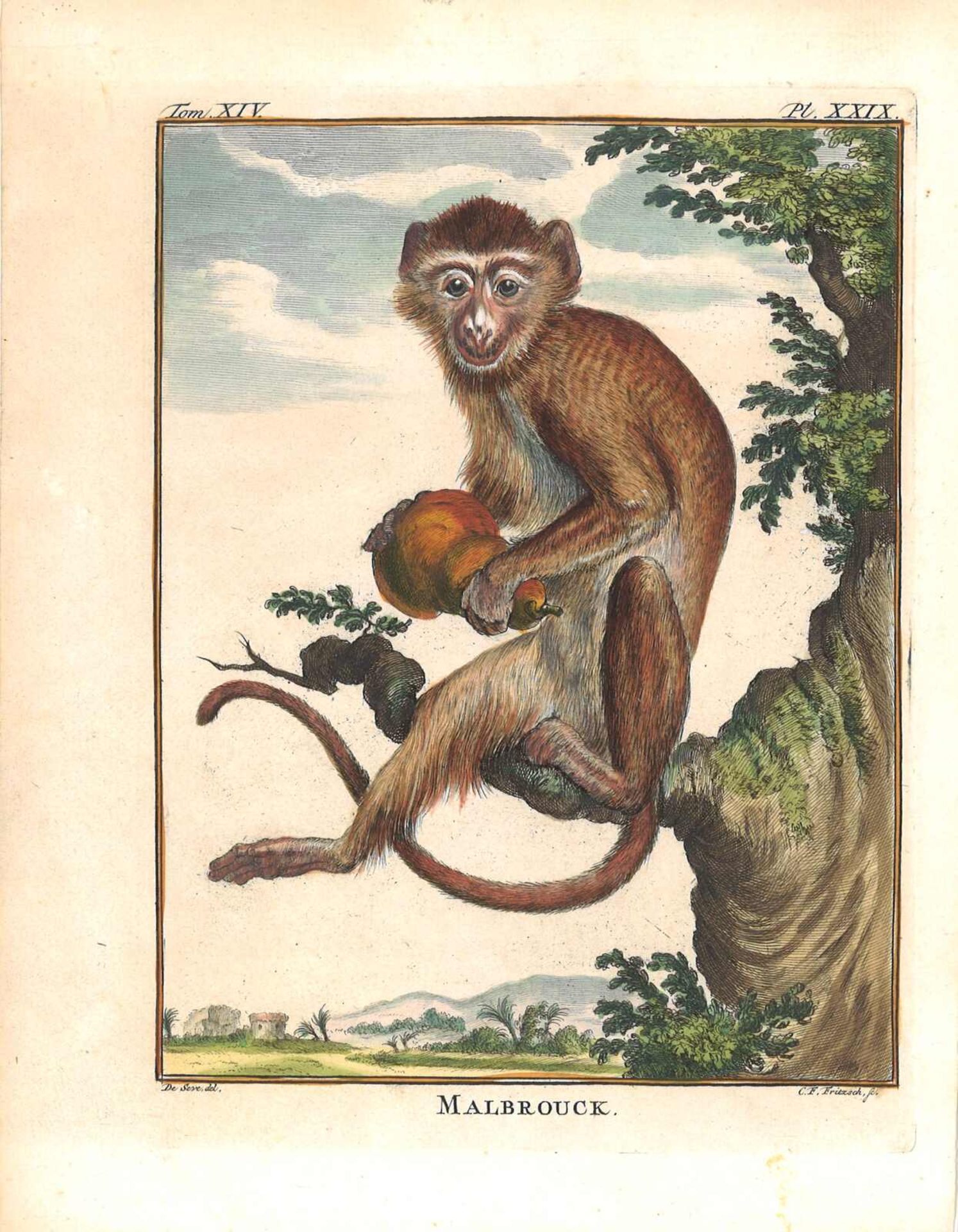 Christian Friedrich Fritzsch (1719-1772), 11 colorierte Stiche, Tierdarstellung. Blattgröße: Höh - Bild 3 aus 4