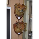 TWO LATE 19TH/ EARLY 20TH CENTURY FOX HEAD TAXIDERMIES BOTH MOUNTED ON WOODEN SHIELDS, EACH WITH