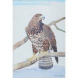 AR Ralston Gudgeon RSW (1910-1984) Eagle watercolour, signed lower right 42.5cm x 29.5cm