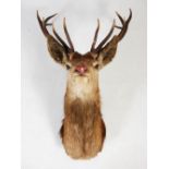 A taxidermy Stags head, with twelve point antlers and glass eyes, approximately 90cm high x 65cm