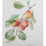 AR Elizabeth Cameron (1915-2008) Plums Victoria watercolour, signed with initials and dated 1984