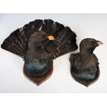 Two early 20th century Capercallie taxidermy studies, one with inlaid glass eyes and feather detail