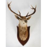 A taxidermy Stags head, with twelve point antlers and glass eyes, mounted on an oak shield,