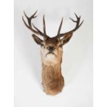 A taxidermy Stags head, with eleven point antlers and glass inlaid eyes, approximately 102cm high