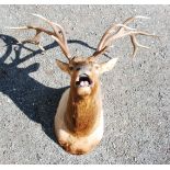 A large taxidermy Wapiti (Elk) with detachable thirteen point antlers,