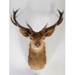 A taxidermy Stags head, with twelve point antlers and glass eyes, approximately 90cm high x 80cm