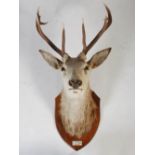 A taxidermy Stags head, with nine point antlers and glass eyes, on oak shield bearing ivorine