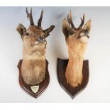 Two early 20th century Roebuck head taxidermy studies, one with six point antlers and glass