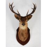 A taxidermy Stags head, with twelve point antlers and glass eyes, mounted on an oak shield,