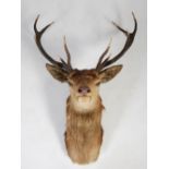 A taxidermy Stags head, with twelve point antlers and glass eyes, approximately 105cm high x 75cm