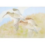 AR Ralston Gudgeon RSW (1910-1984) A pair of Curlews in flight watercolour, signed lower right 52.