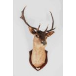 A taxidermy Stags head, with eleven point antlers, glass inlaid eyes on oak shield bearing ivorine