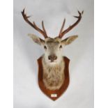 A taxidermy Stags head, with twelve point antlers and glass eyes, on oak shield bearing ivorine
