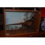 A TAXIDERMY STUDY OF A COCK PHEASANT IN PAINTED RECTANGULAR DISPLAY CASE