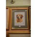 JUDITH STOWELL- PORTRAIT OF A GOLDEN RETRIEVER, SIGNED AND DATED '99