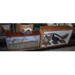 Two cases of early 20th century taxidermy birds, including a full mount of an male albino pheasant