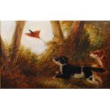 Early 20th Century British School Two spaniels flighting a pheasant oil on board, unsigned 25cm x